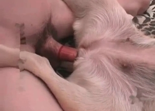 Animal porn in a missionary position